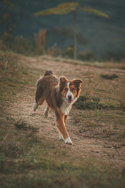 The Benefits of Regular Exercise for Your Dog